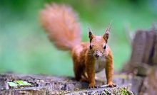 Ways Squirrels Damage Your House And How To Prevent It